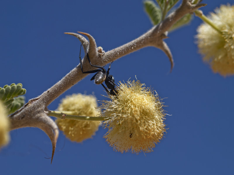 Okonjima, Ant